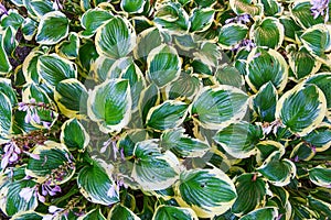 Hosta blooms violet