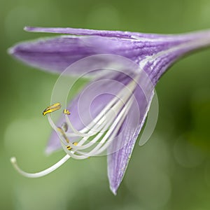 Hosta blossom