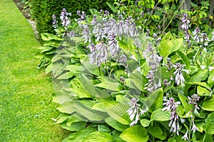 Hosta blossom, Group of flowering plants