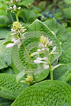 Hosta blossom.