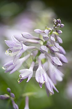 Hosta blossoms