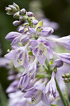 Hosta blossoms