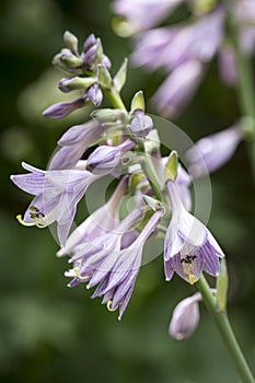 Hosta blossoms