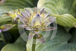 A flowerstalk with buds of Hosta `Blue Angel`