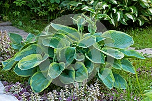 Hosta