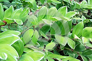 Hosta boarder flowers front view