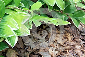 Hosta boarder flowers front view