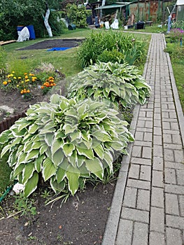 hosta bushes with green leaves with a white edge