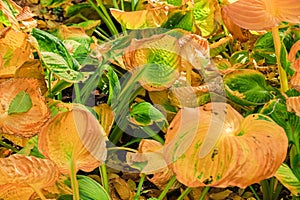 Hosta capitain kirk