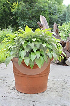 Hosta in clay pot