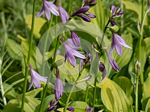 Hosta decorata with spikes of bell-shaped, deep violet flowers with white throats are produced in summer