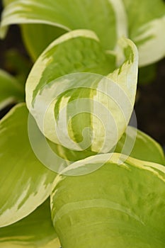 Hosta Delta Dawn