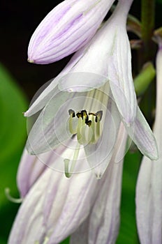 Hosta flower anther, pistil, and filament closeup