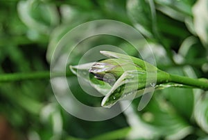 Hosta flower bud