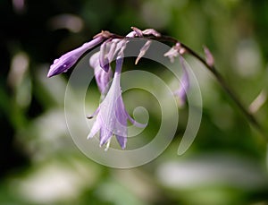 Hosta Flowers