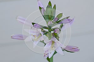 Hosta Flowers