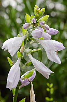 Hosta flowers with aphids