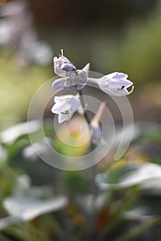 Hosta - flowers and flower buds