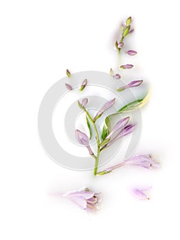 Hosta flowers and leaves in a milk bath. Conceptual photography: purity, tenderness, body care. Copy space, flat lay. Greeting