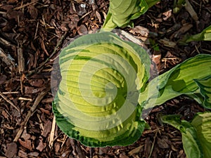 Hosta \'Fortunei Albopicta\' growing with green leaves that are yellow in the centre