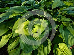 Hosta `Fortunei Albopicta`. Medium to large, smooth, prominently-veined, oval, dark green leaves are variegated with irregular