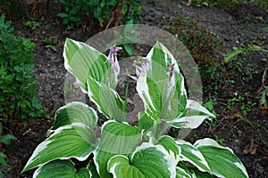 Hosta x fortunei \'Francee\' with variegated leaves blooms purple in July. Berlin, Germany