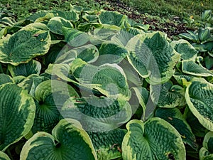 Hosta \'Frances Williams\'. Large blue-green leaves variegated with irregular greenish-yellow margins