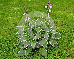 Hosta Function of the Francee variety. Flowering plant