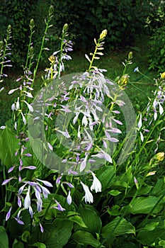 Hosta (Funkia) in bloom.