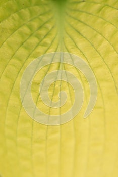 Hosta Funkia, close up of yellow leaf.