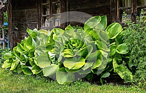 hosta, funkia, decorative garden plant