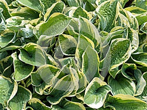 hosta, funkia, decorative garden plant