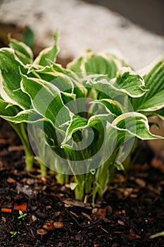 Hosta funkia in my swedish garden. Shadow garden