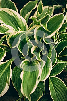 Hosta funkia in my swedish garden. Shadow garden