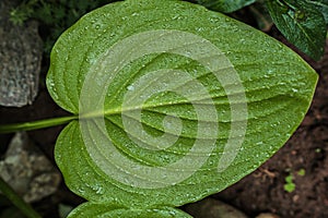 Hosta Funkia, plantain lilies close-up with raindrops pattern, texture, background.