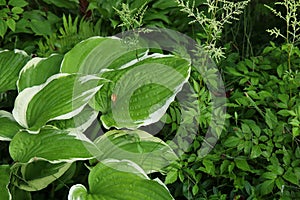 Hosta Funkia, plantain lilies in the garden