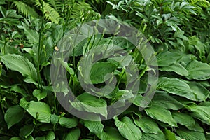 Hosta Funkia, plantain lilies in the garden