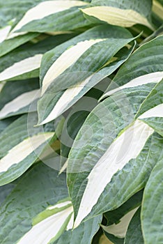 Hosta Funkia, plantain lilies in the garden.