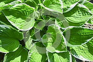 Hosta Funkia, plantain lilies in the garden. Close-up green leaves with light border background