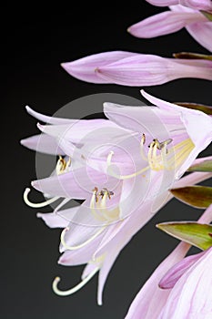 Hosta Funkia or Plantain Lily Flowers Macro