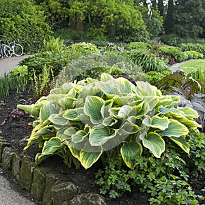 Hosta or Funkia in yellow and green colors on the flowerbed