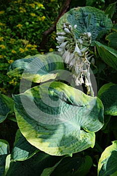 Hosta in the garden. This shade-tolerant plant belongs to the family Asparagaceae, a subfamily of Agavoideae. Germany