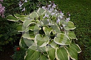 Hosta is a genus of plants commonly known as hostas, plantain lilies and occasionally by the Japanese name giboshi