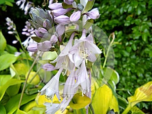 Hosta `Gold Standard`