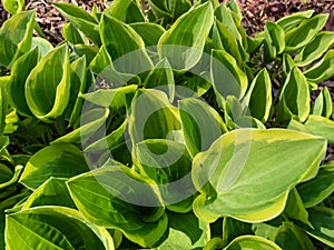 Hosta \'Golden Tiara\' growing in the garden with a compact mound of broadly oval to heart-shaped, green leaves