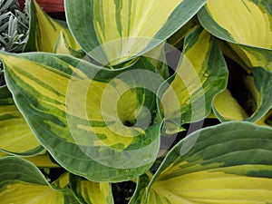 Hosta 'Great Expectations'