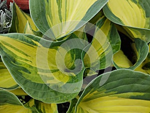 Hosta 'Great Expectations'