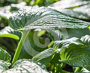 Hosta green leaves with dewdrops