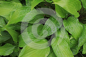 Hosta with green leaves variety in the garden in summer closeup