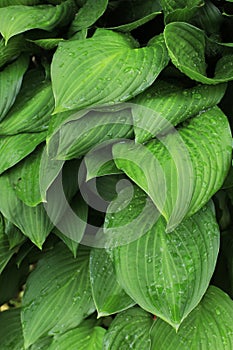 Hosta with green leaves variety in the garden in summer closeup